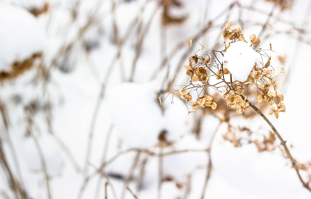 Drukte in Kralingse Bos ondanks coronamaatregelen