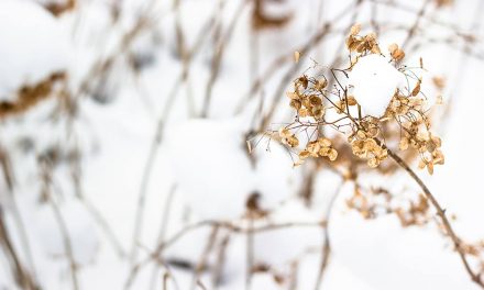 Drukte in Kralingse Bos ondanks coronamaatregelen