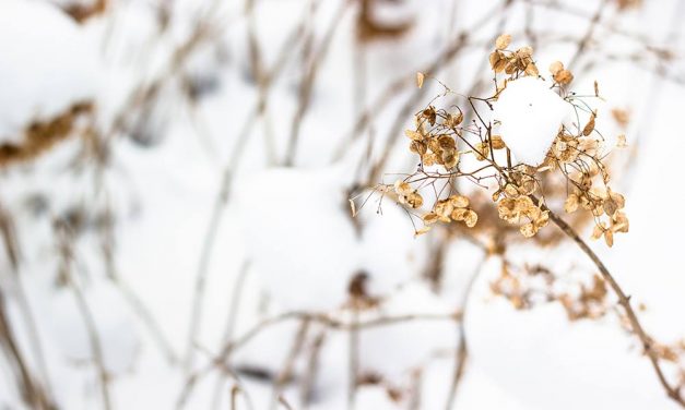 Drukte in Kralingse Bos ondanks coronamaatregelen