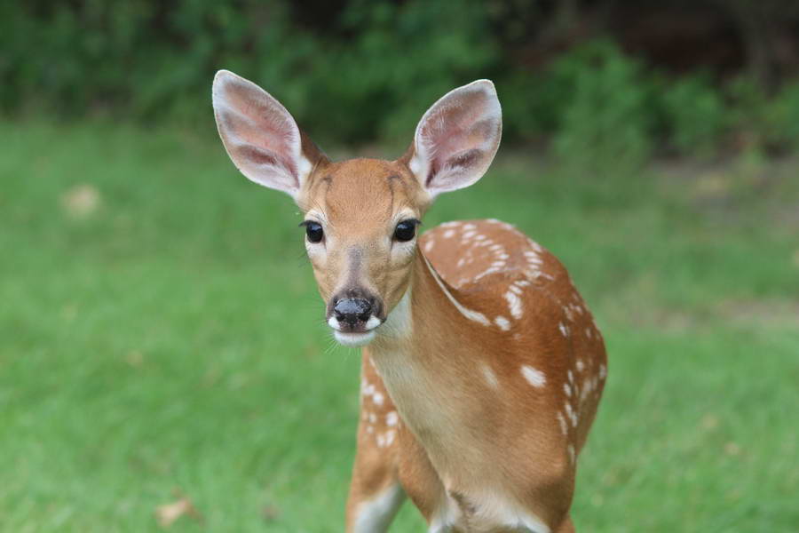 voor de Dieren borden en boetes tegen herten voeren in Kralingse Bos - De Ster Online