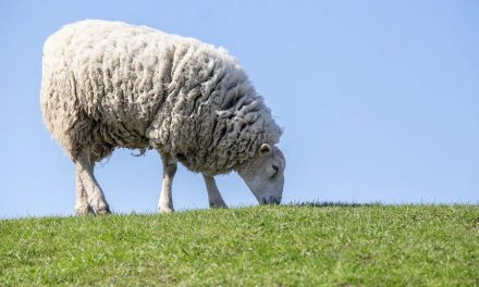 Wie helpt van Hollandse wol isolatiemateriaal te maken?