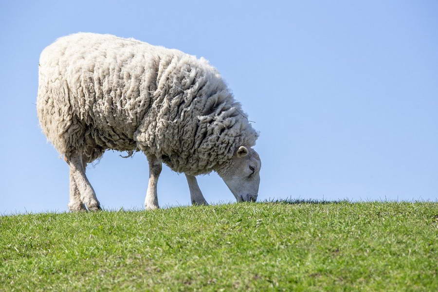 Wie helpt van Hollandse wol isolatiemateriaal te maken?