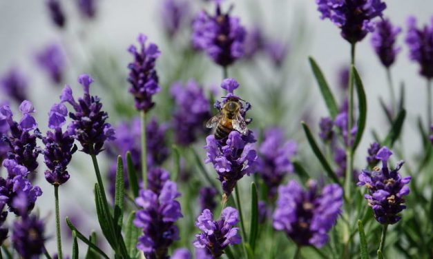 De 10 van 010: aandacht voor biodiversiteit in Rotterdam