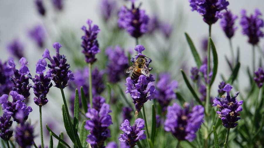 De 10 van 010: aandacht voor biodiversiteit in Rotterdam
