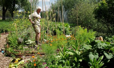 Piment d’Espelette en Blauwe Worstenboom