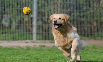 Rotterdam krijgt dierenasielPlus