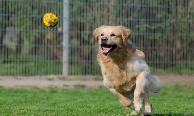 Rotterdam krijgt dierenasielPlus