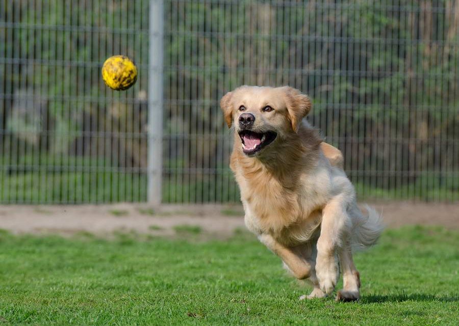 Rotterdam krijgt dierenasielPlus