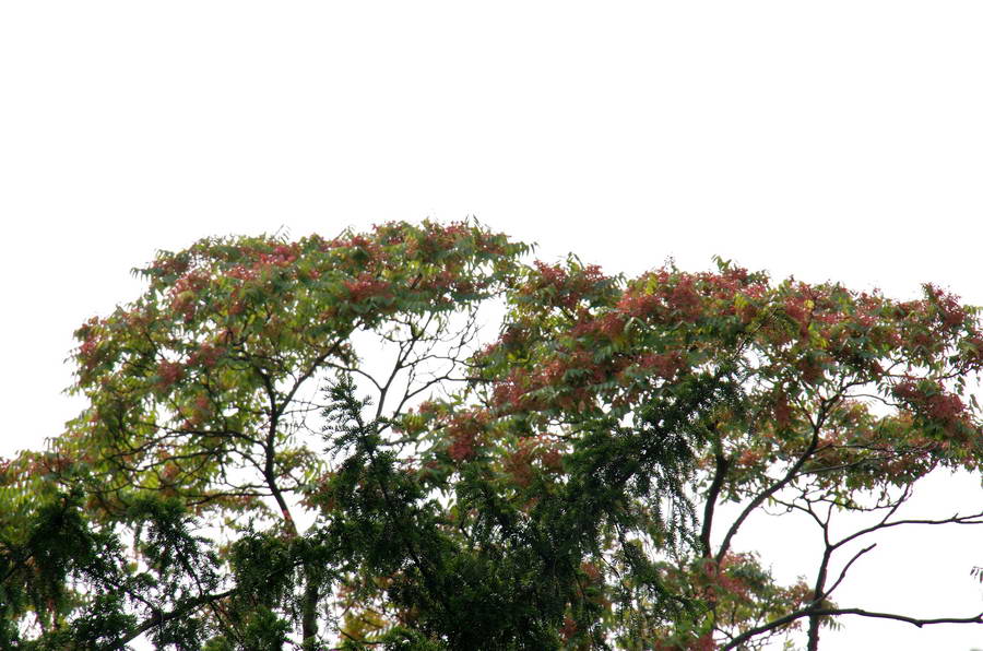 Bomen over bomen