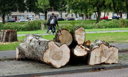 Kastanjeboom in mootjes gezaagd