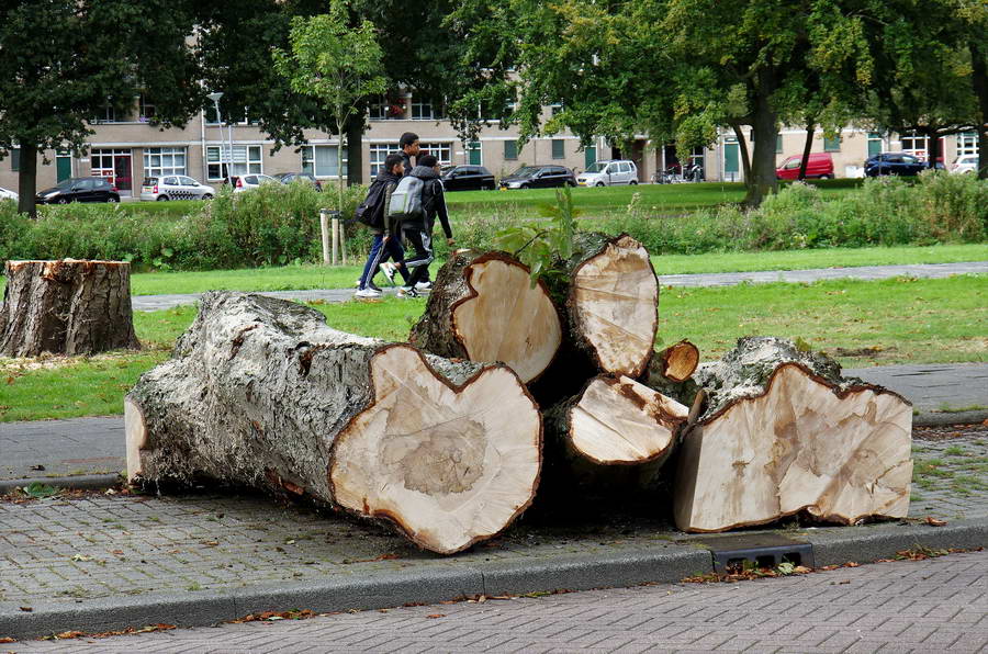 Kastanjeboom in mootjes gezaagd