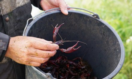 Rivierkreeften gericht wegvangen heeft effect: herstel natuurlijke balans