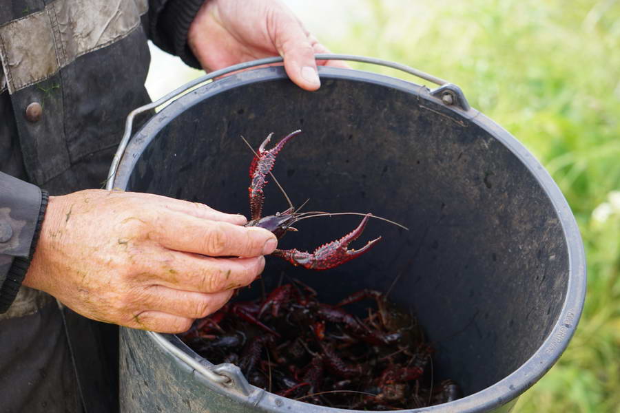 Aanwezigheid Amerikaanse rivierkreeften vergelijkbaar met vorig jaar