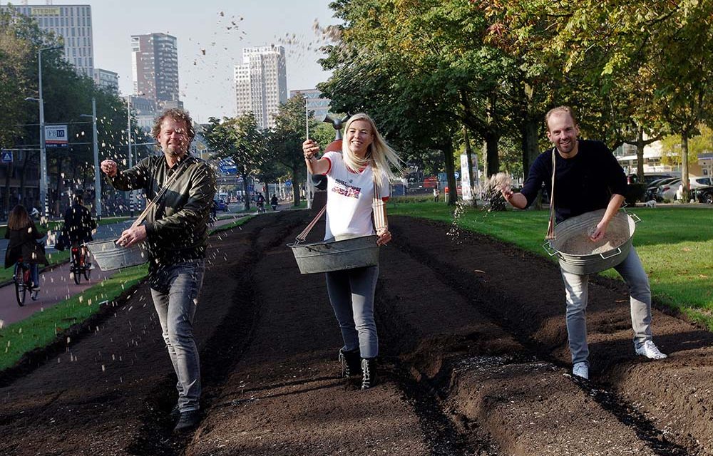 Geen gras maar wilde bloemen