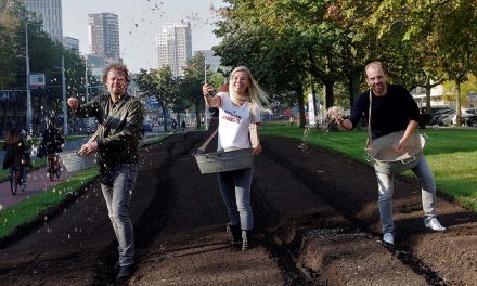 Geen gras maar wilde bloemen