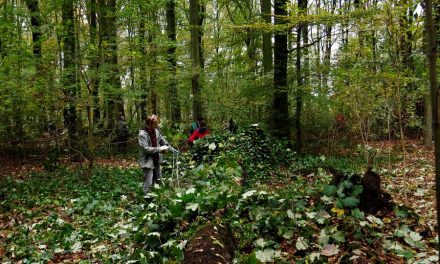 Natuurwerkdag in Kralingse Bos