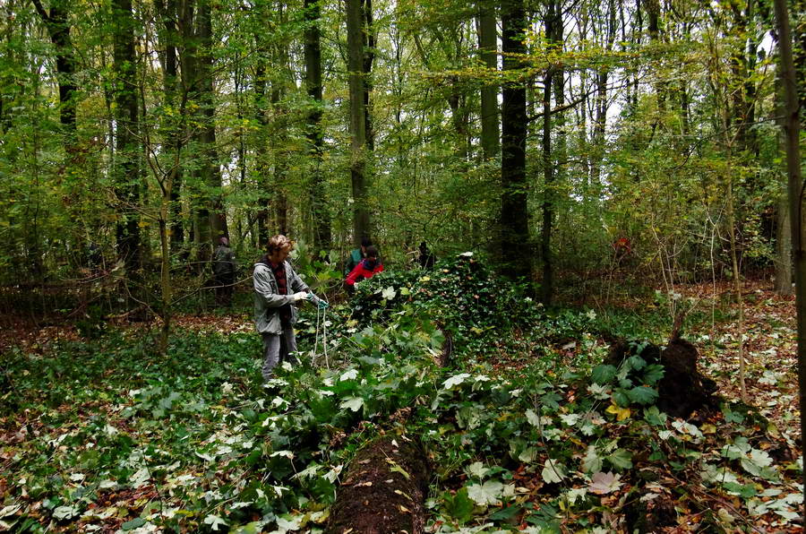 Natuurwerkdag in Kralingse Bos