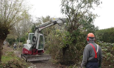 Naar een bloemrijk beheer van de Laan van Nooitgedacht