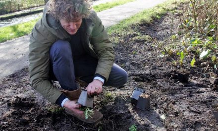 Naar een bloemrijk beheer van de Laan van Nooitgedacht