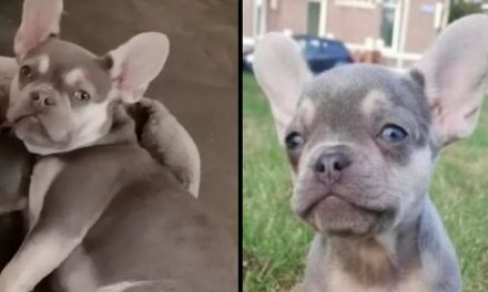 Franse bulldog pup vermist vanaf het Terbregsehof