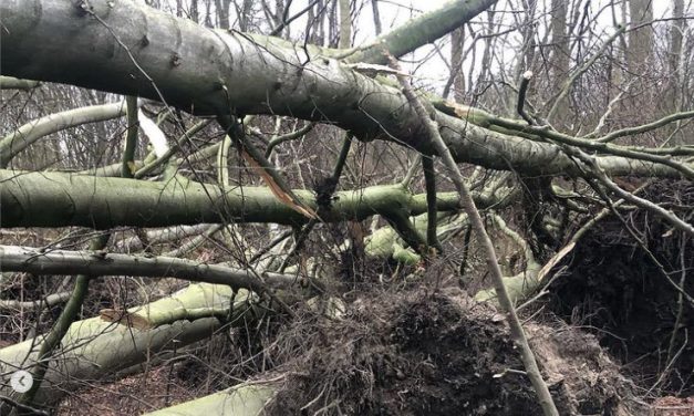 Kralingse Bos pas in maart weer open