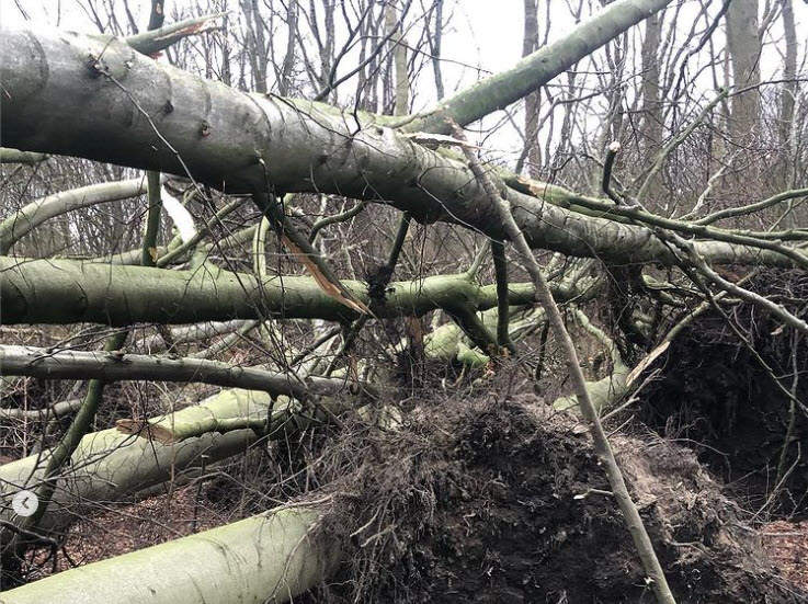 Kralingse Bos pas in maart weer open