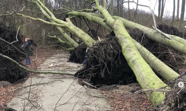 Vrouw bekneld onder boom in Kralingse Bos