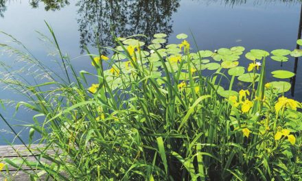 Natuurvriendelijke oevers tellen voor drie