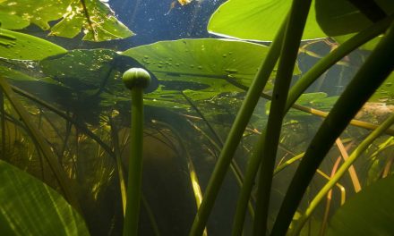 Waterkwaliteit in de Krimpenerwaard verslechtert door afname waterplanten