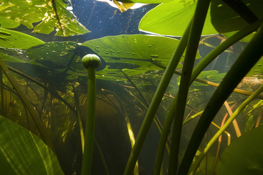 Waterkwaliteit in de Krimpenerwaard verslechtert door afname waterplanten