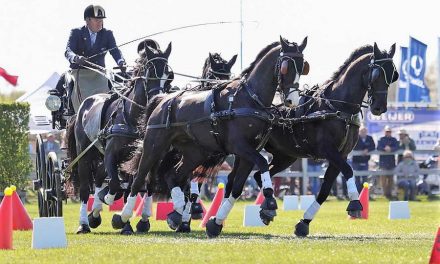 Australiër in Valkenswaard