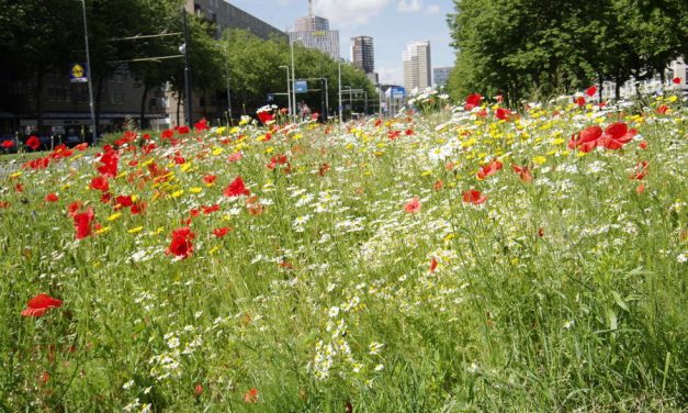 Geen gras maar wilde bloemen