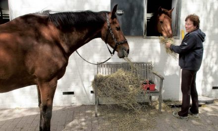 Vriendschap in de manege