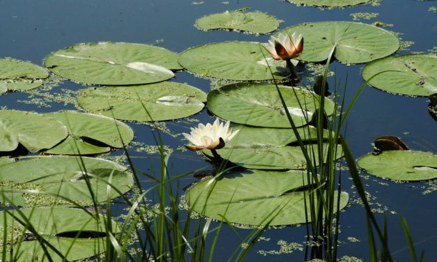 Nomineer een sloot voor onderzoek naar waterkwaliteit