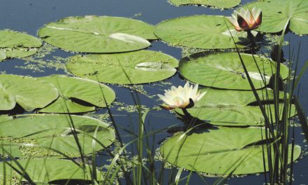 Waterwerken: Lancering nieuw, kleurig beeldmerk kondigt viering jubileumjaar aan