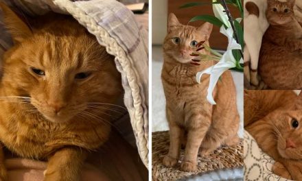 Kater vermist omgeving Crooswijksesingel/Crooswijk