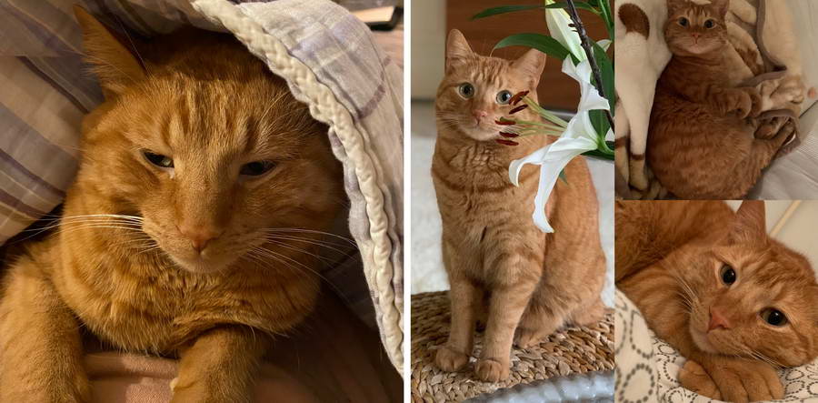 Kater vermist omgeving Crooswijksesingel/Crooswijk