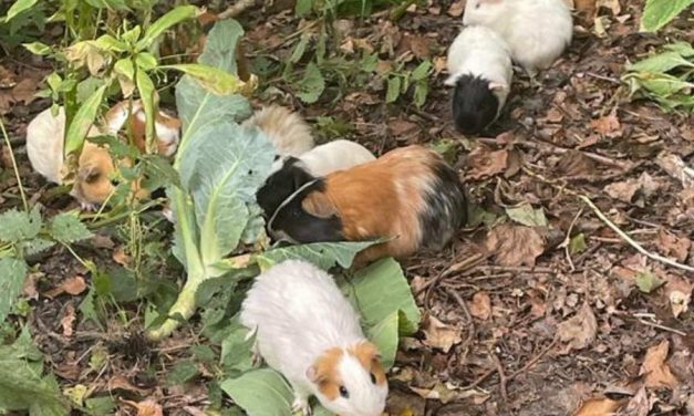 Kinderboerderij vindt zestien gedumpte cavia’s in Kralingse Bos