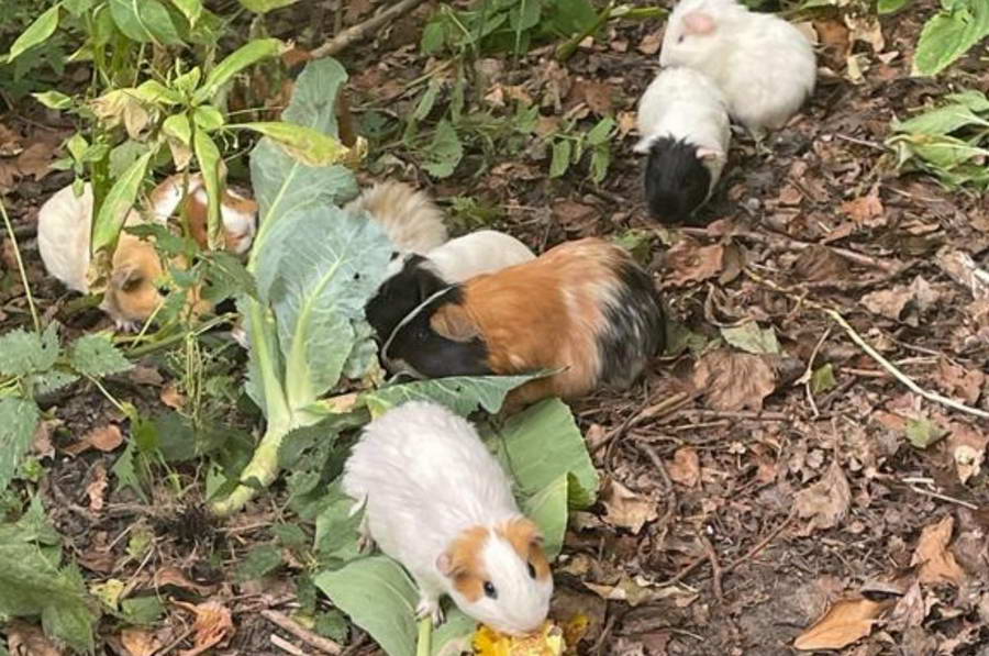 Kinderboerderij vindt zestien gedumpte cavia’s in Kralingse Bos