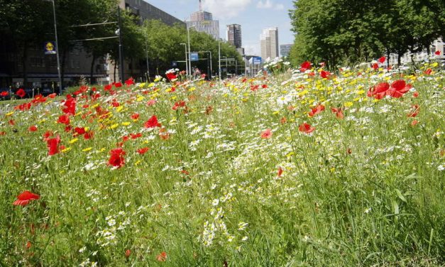 Wildplukken voor kinderen in Kralingen