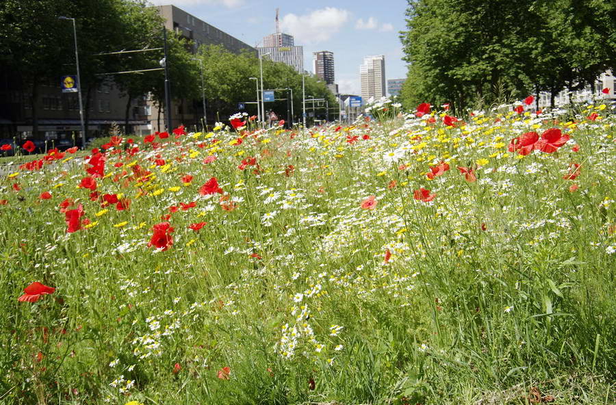 Wildplukken voor kinderen in Kralingen