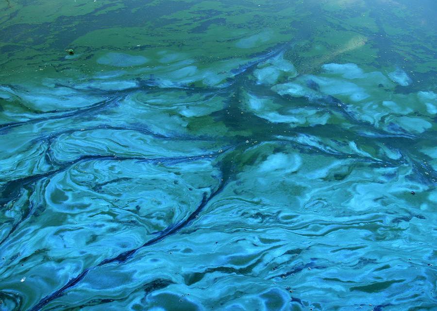 Phoslock als wapen tegen blauwalg