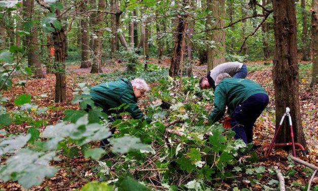 Natuurwerkdag in het Kralingse Bos