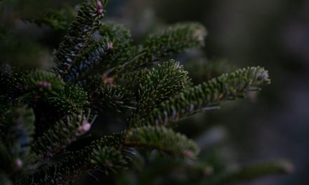 Van uw kerstboom af? De gemeente helpt