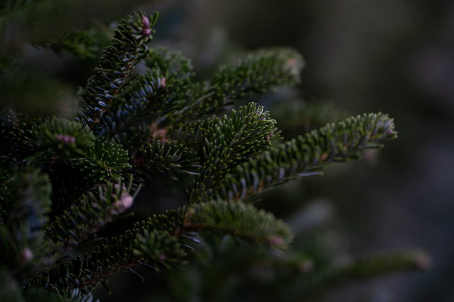 Van uw kerstboom af? De gemeente helpt