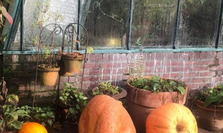 Botanische Tuin Kralingen in 2023