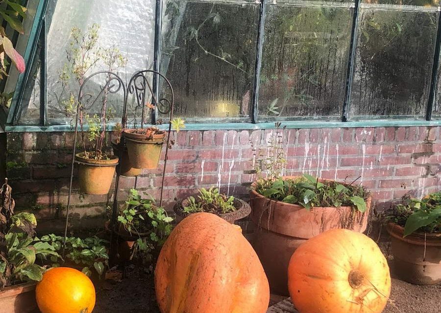 Botanische Tuin Kralingen in 2023
