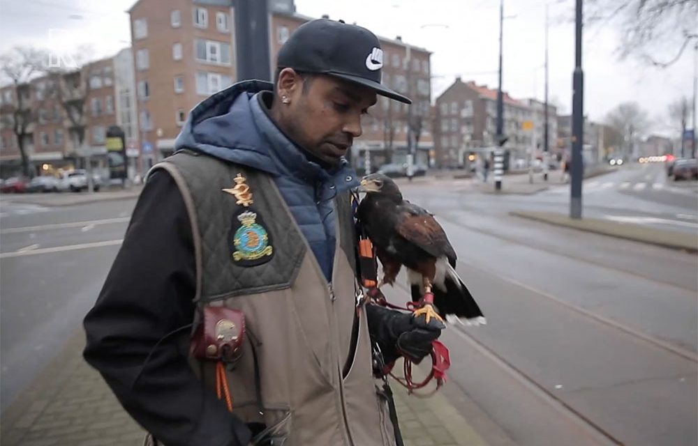 Dit is de man die met zijn roofvogel op de arm door Rotterdam-Oost loopt