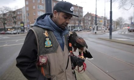 Dit is de man die met zijn roofvogel op de arm door Rotterdam-Oost loopt