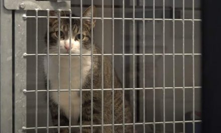 Stichting Zwerfkatten Rijnmond ving in 20 jaar meer dan 28.000 katten
